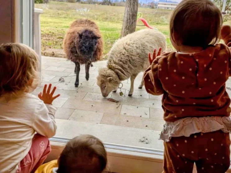 Si vedono alcuni bambini del SED a Piedi Nudi affacciati alla finestra mentre guardano le pecore al pascolo. 