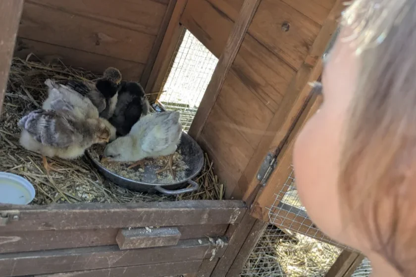 Si vede una bambina del SED A Piedi Nudi mentre osserva i nuovi arrivati: dei pulcini.